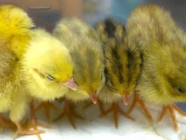 ヒメウズラのひよこ