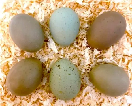 ヒメウズラの卵