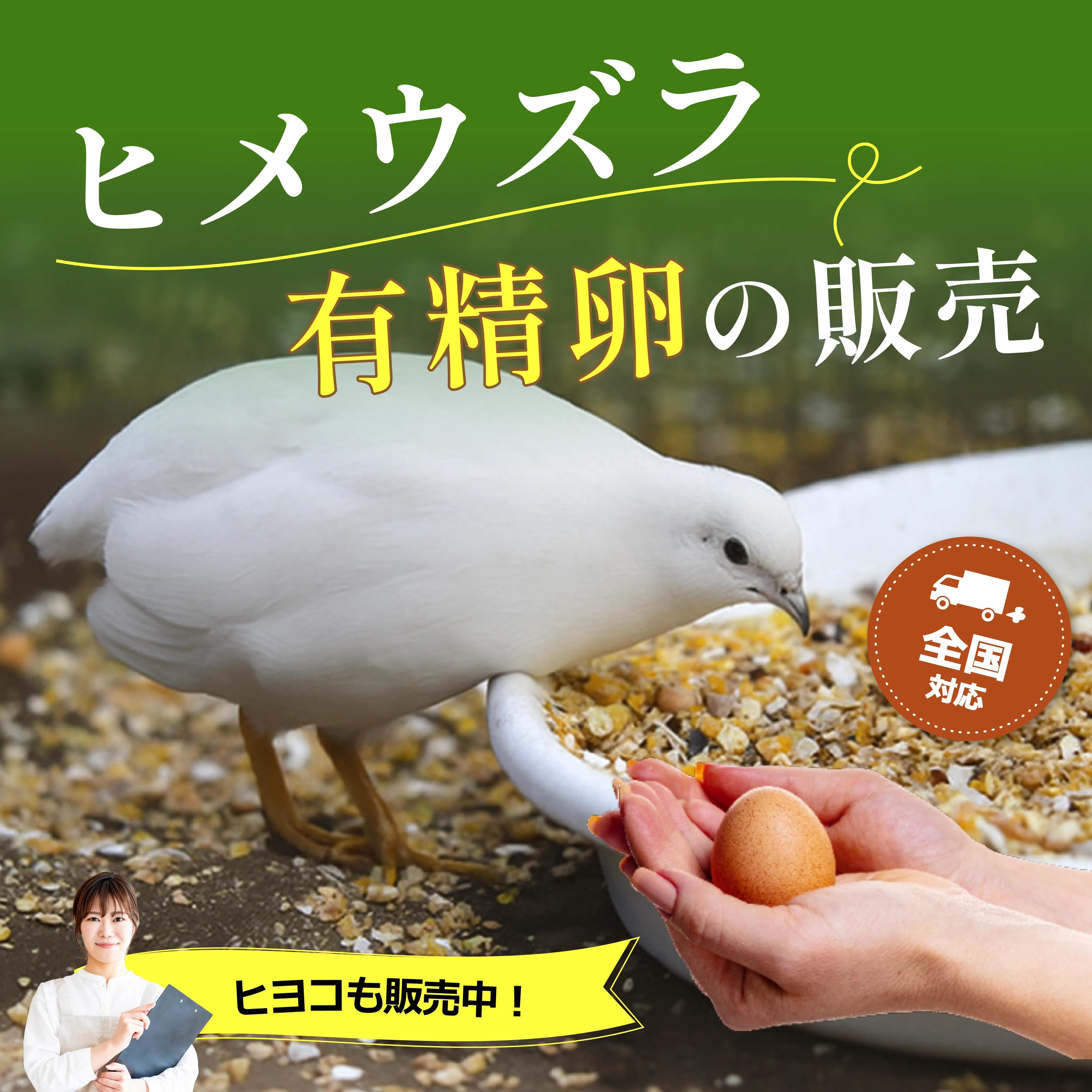 ヒメウズラ有精卵の販売