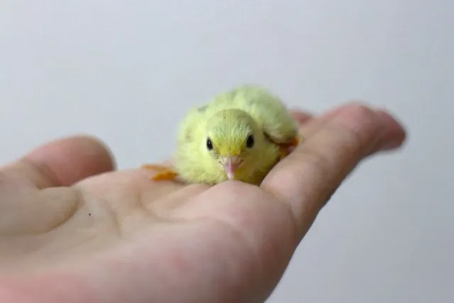 ヒメウズラのひよこ