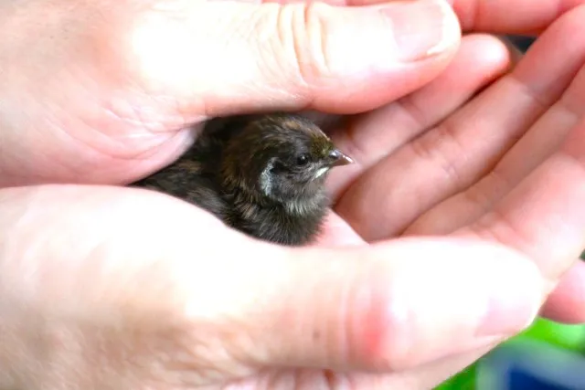 ヒメウズラのひよこ