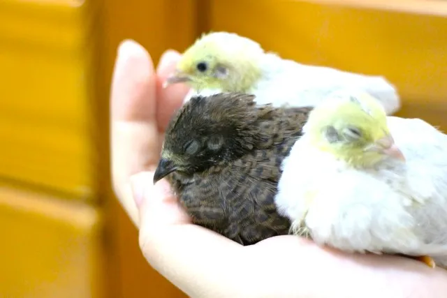 ヒメウズラのひよこ